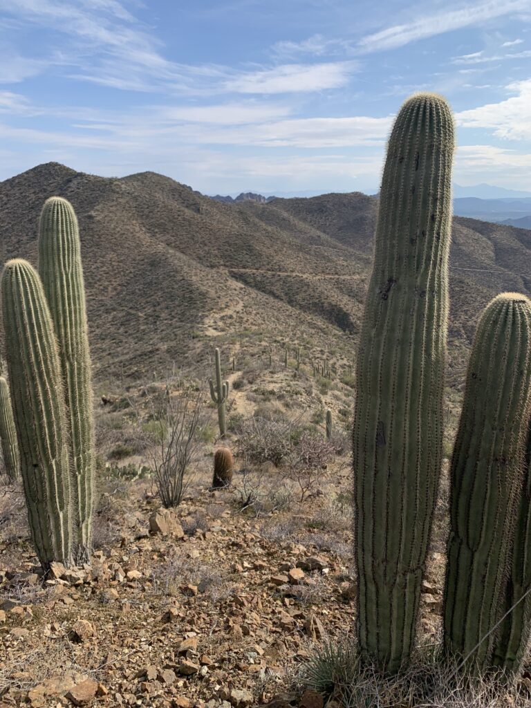 Cool cactus' at Wasson Peak