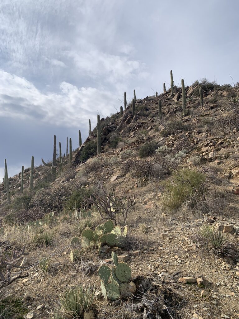 Cactus at Wasson peak