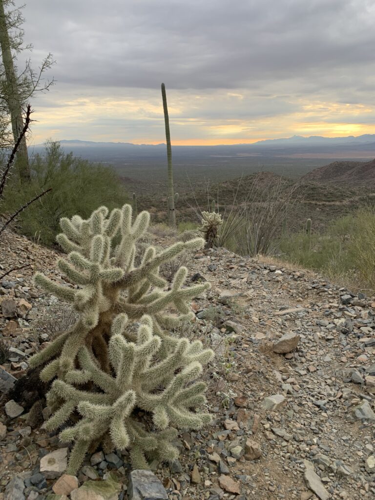 Cholla cactus after hiking to Wasson Peak