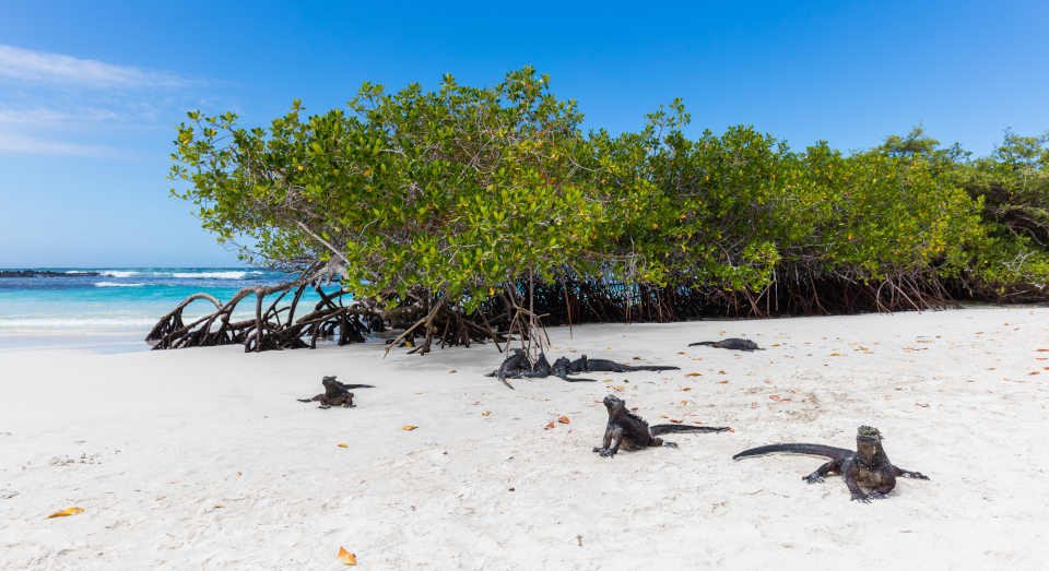 Galapagos Islands are one of the best cities for winter in Latin America because the waters become clearer and the wildlife is great!